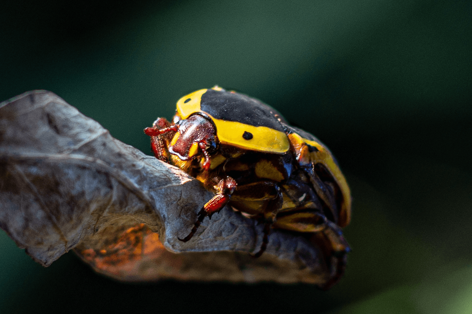 An African fruit beetle perched on a leaf