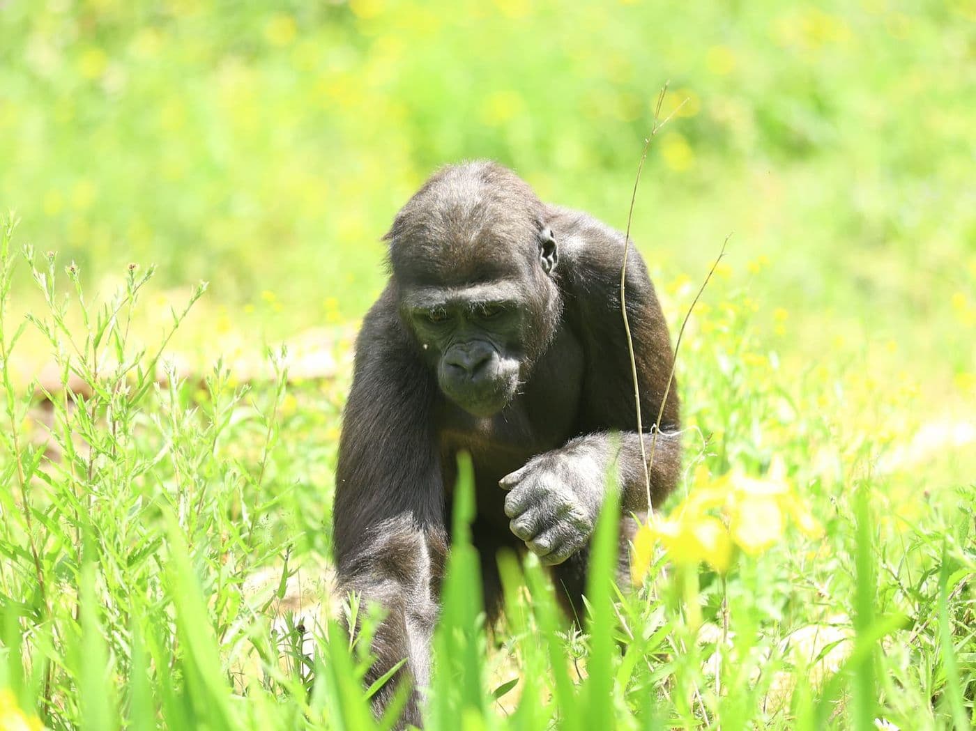 A baby gorilla foraging in grass