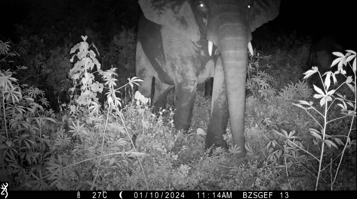 A large elephant caught on a camera trap in the dark surrounded by foliage