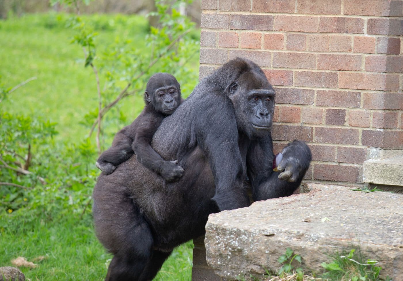 A baby gorilla and its parent are resting against a brick wall.