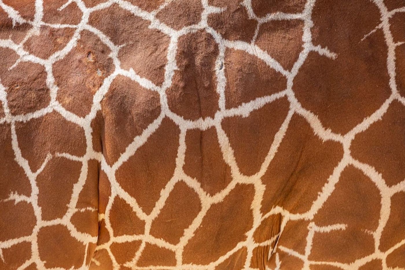 A close-up of a giraffe. all that is visible is its pattern.