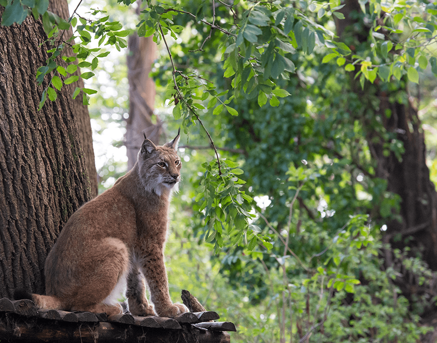 A Eurasian lynx sitting on a platform attached to a tree