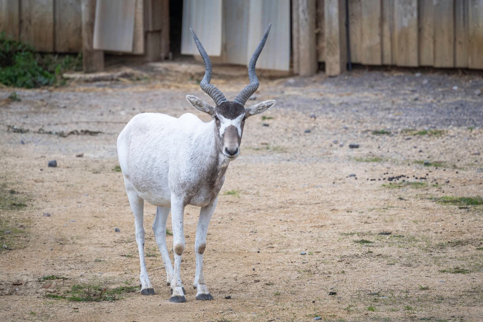 Addax with long, twisted horns standing on sandy ground near wooden structures.