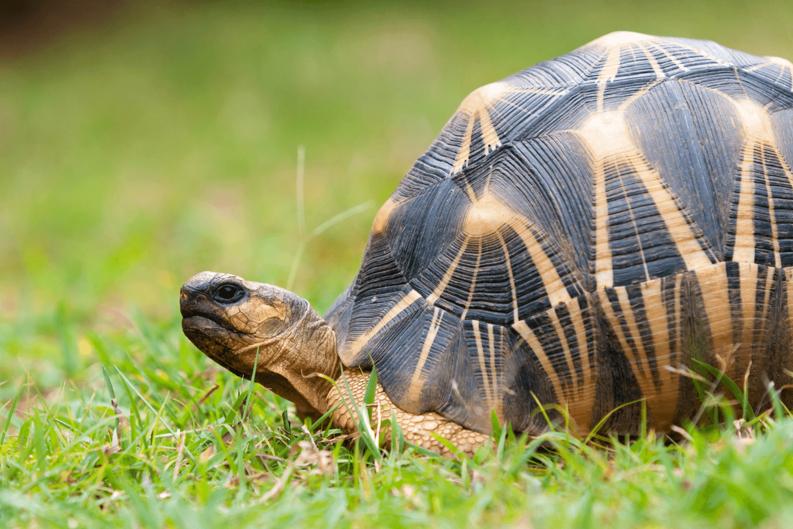 A radiated tortoise stood in grass