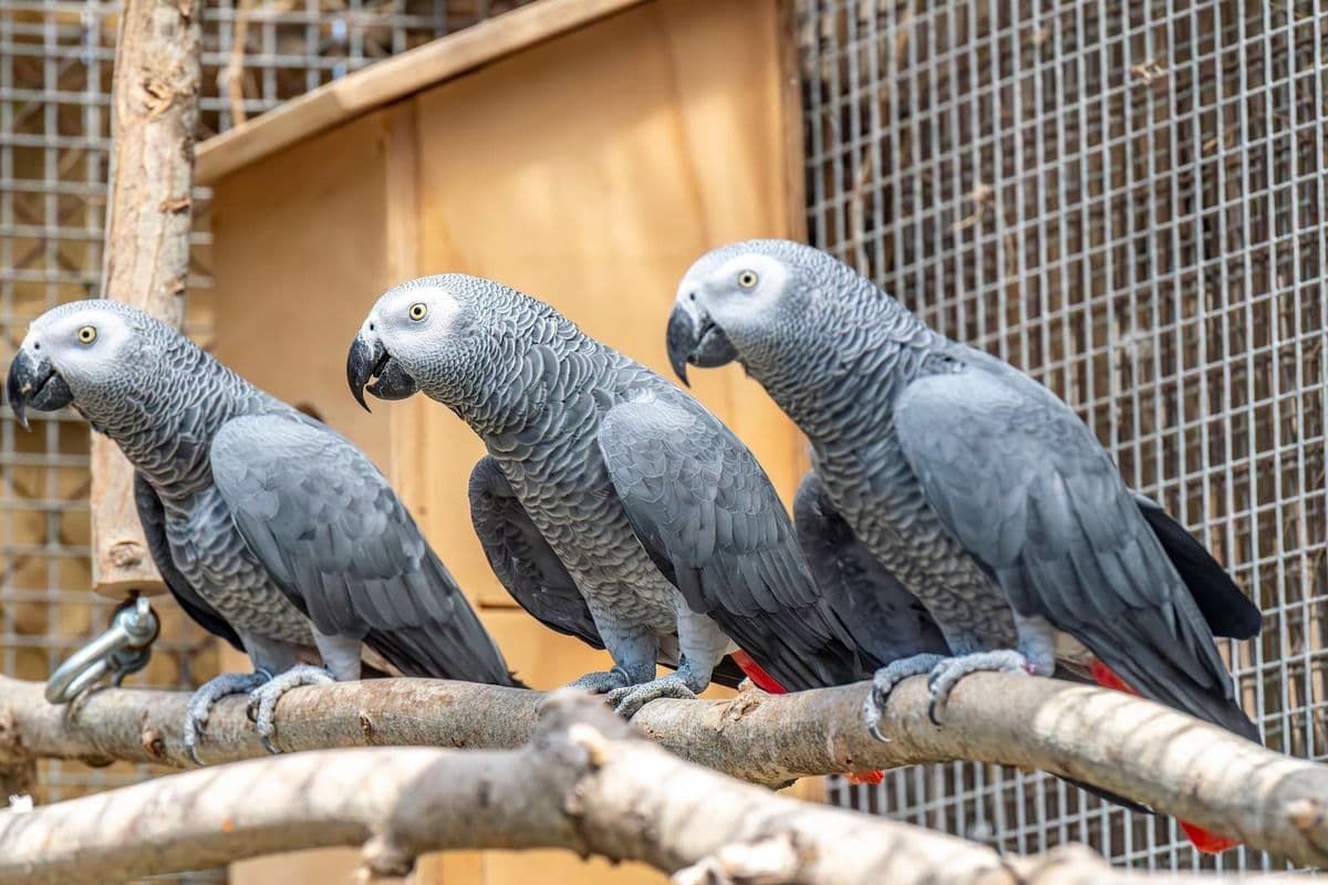 Three African grey parrots perched on branches inside a cage, with grey feathers and red tail feathers, looking to the left.
