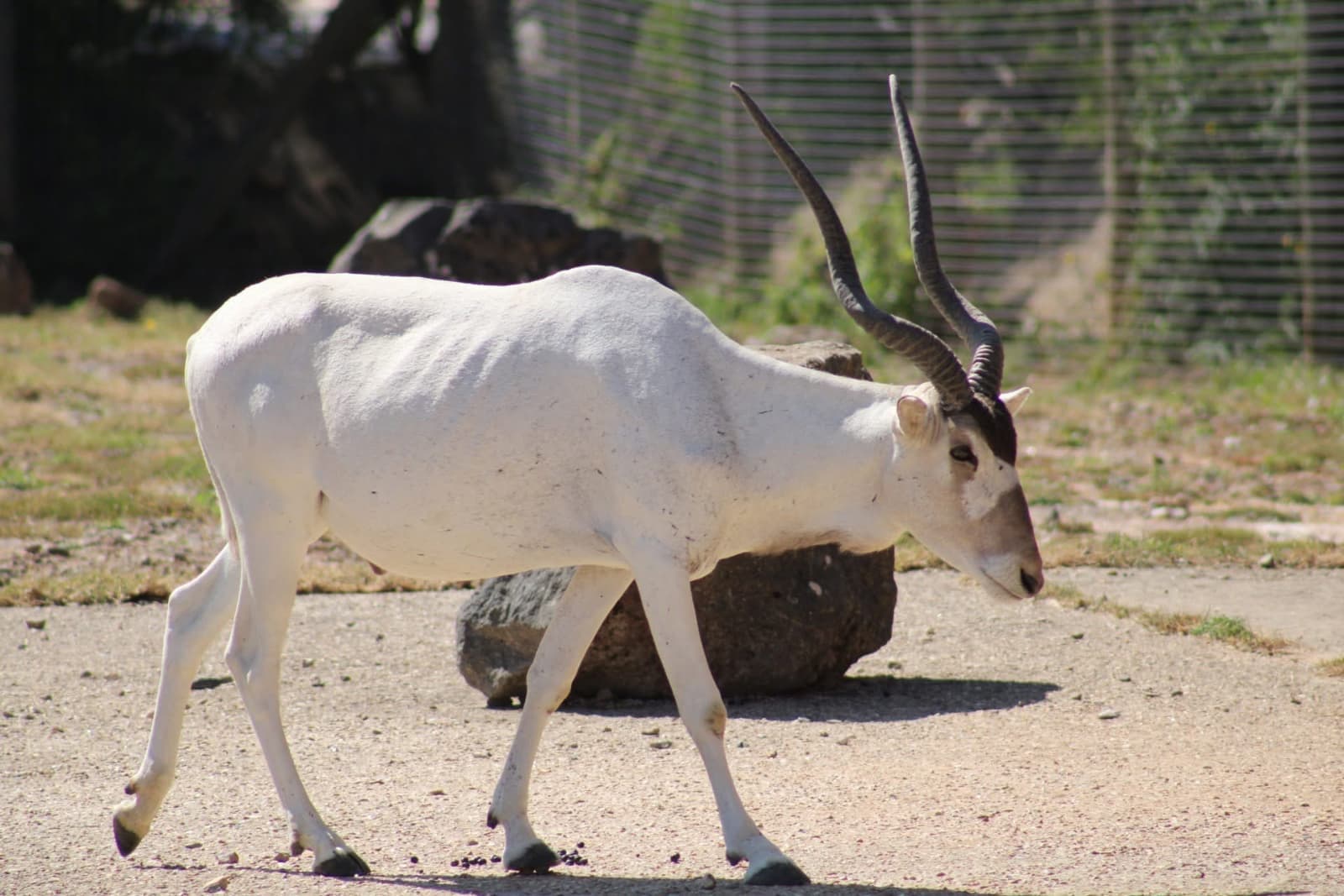 A white addax with long, curved horns walks on a sunny path, with rocks and a wire fence in the background.