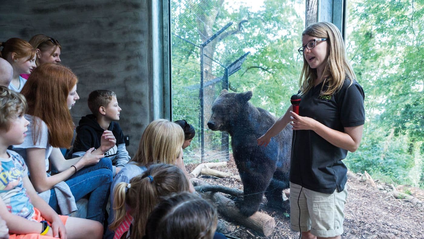 A talk at the bear exhibit. A staff member is speaking into a microphone in front of a group of children whilst pointing to a large bear that is at the glass window.