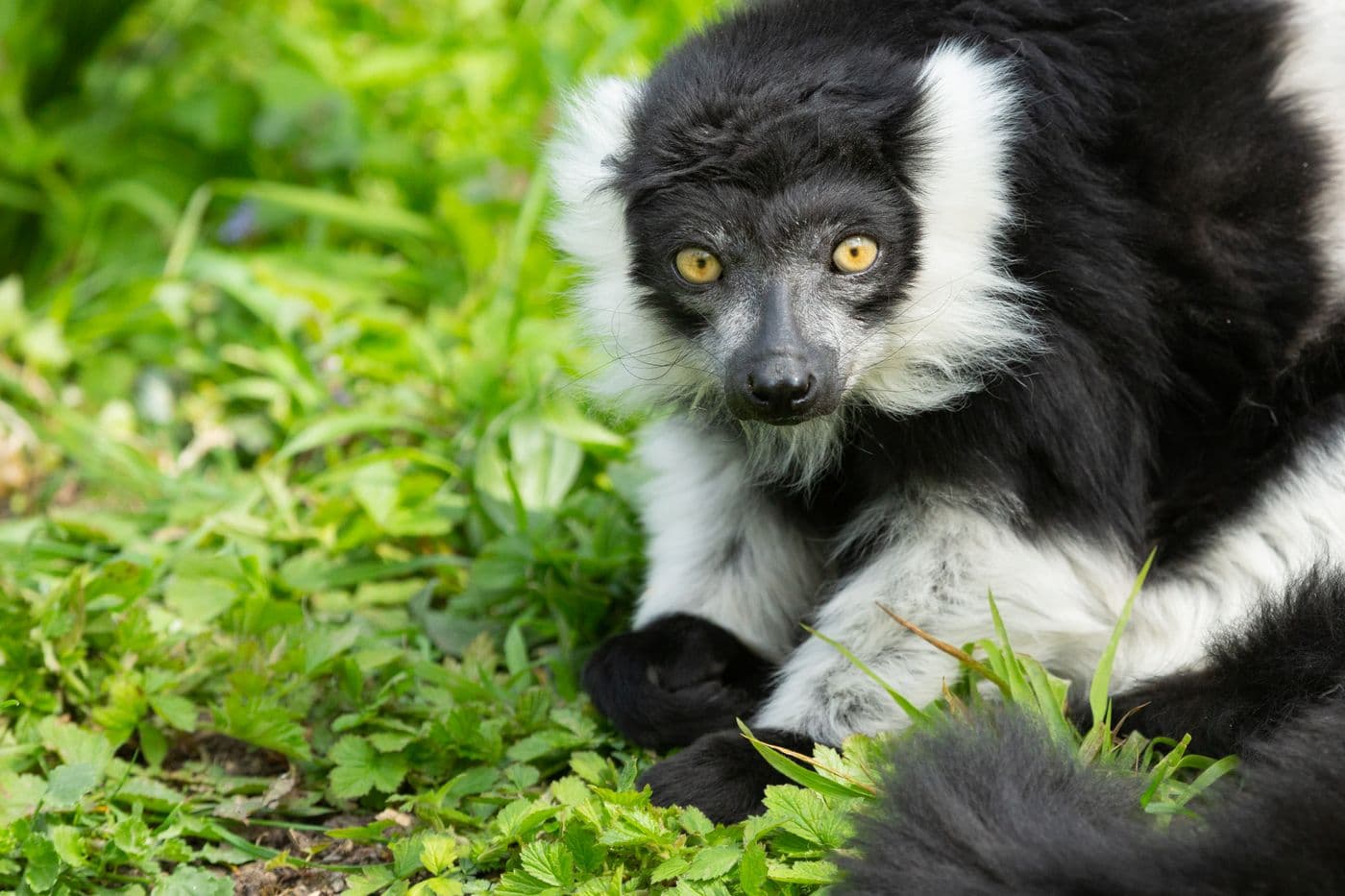 A ruffled lemur looking directly as the camera. It has bright orange eyes.