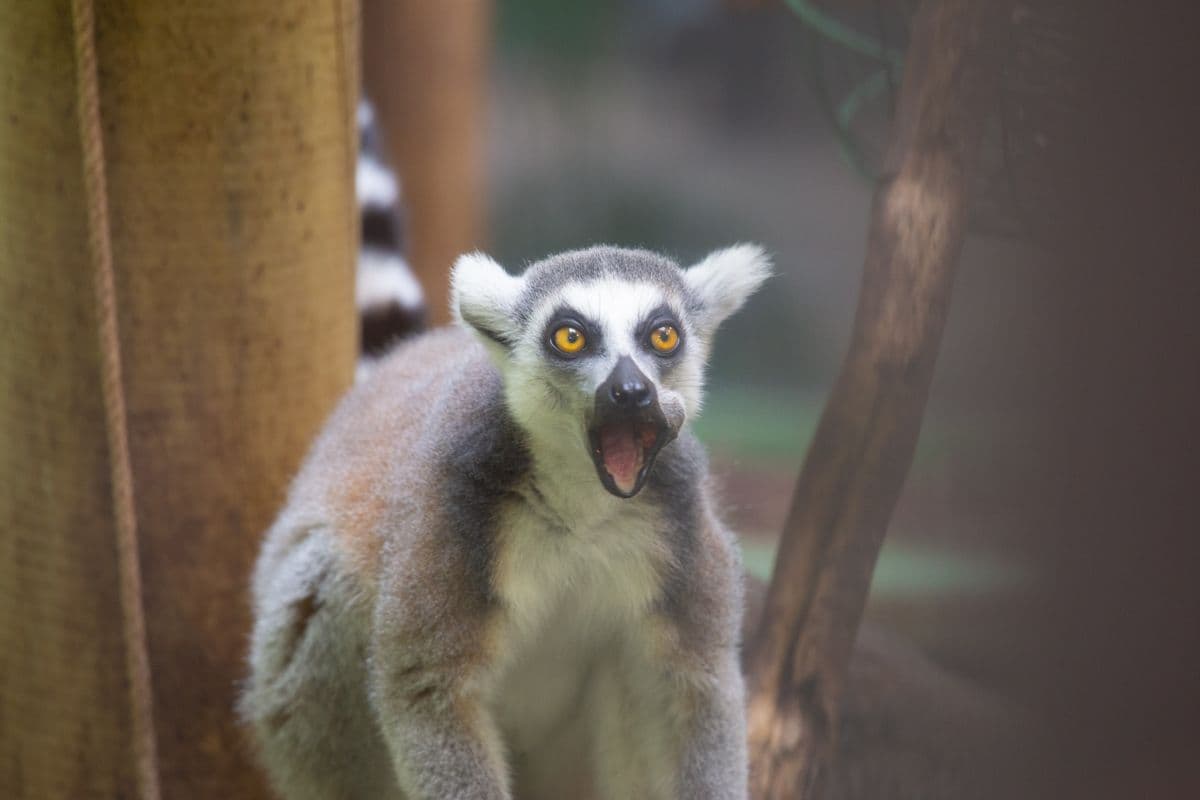 A ring-tailed lemur with its mouth open and bright orange eyes wide.